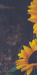 Sunflowers,Flowers,Petals,Vase