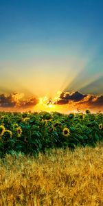 Les Champs,Paysage,Tournesols,Coucher De Soleil