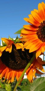 Sunflowers,Plants