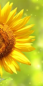 Sunflowers,Plants,Flowers,Background