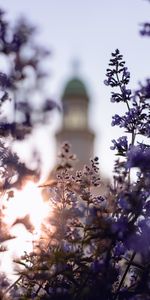 Sunlight,Flowers,Plant,Flowering,Bloom