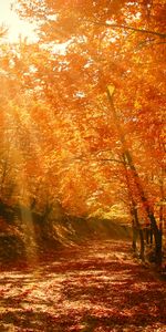 Sunlight,Foliage,Park,Autumn,Forest,Nature