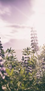 Sunlight,Lupins,Flowers,Field