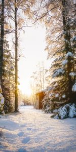 Sunlight,Nature,Snow,Winter,Forest,House