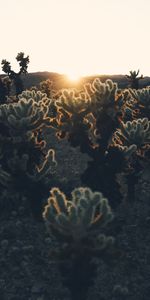 Nature,Lumière Du Soleil,Cactus,Sun,Coucher De Soleil,Plantes