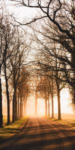 Camino,Callejón,Luz De Sol,Luz Del Sol,Naturaleza,Árboles