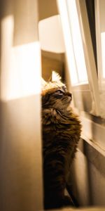 Animales,Luz De Sol,Observación,Ventana,Luz Del Sol,Gato