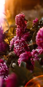 Sunlight,Pink,Peonies,Flowering,Glare,Bloom,Flowers