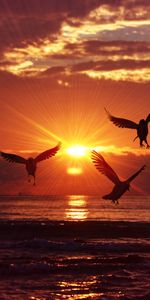 Birds,Amanecer,Siluetas,Subir,Mar,Naturaleza