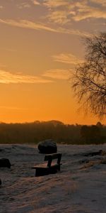 Sunset,Birches,Benches,Nature,Sun,Horizon,Park