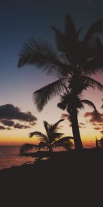 Branches,Nature,Coucher De Soleil,Palms,Mexique,Tropiques