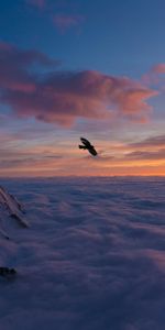 Sunset,Clouds,Bird,Flight,Wings,Nature