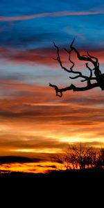 Sunset,Clouds,Silhouette,Branch,Nature