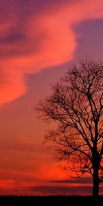 Bois,Soir,Nature,Nuages,Arbre,Kentucky,Sky,Coucher De Soleil