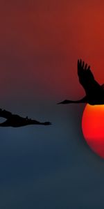 Grues,Contexte,Coucher De Soleil,Oiseaux