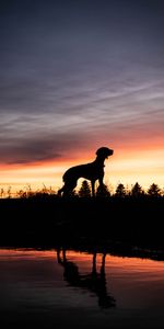 Animaux,Silhouette,Chien,Coucher De Soleil