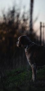 Coucher De Soleil,Sombre,Chien