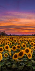 Sunset,Field,Sky,Clouds,Nature,Sunflowers