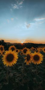 Sunset,Flowers,Field,Nature,Sunflowers