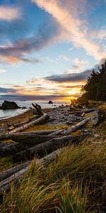 Sunset,Grass,Coast,Evening,Nature,Forest