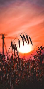 Nature,Herbe,Oreille,Sun,Coucher De Soleil,Silhouette