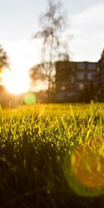 Herbe,Paysage,Coucher De Soleil