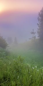 Sunset,Grass,Landscape,Trees