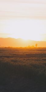 Naturaleza,Hierba,Puesta Del Sol,Campo