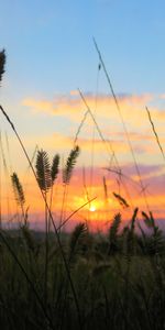 Coucher De Soleil,Herbe,Nature,Domaine,Champ