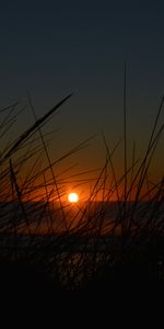 Sunset,Grass,Nature,Sun,Dark