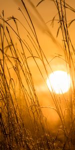 Herbe,Lumière,Nature,Sun,Briller,Coucher De Soleil