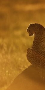 Sunset,Grass,Rock,Shine,Light,Sit,Animals,Stone,Cheetah