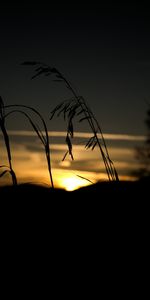 Silhouette,Herbe,Coucher De Soleil,Sombre