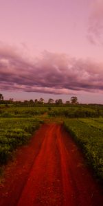 Sunset,Grass,Sky,Clouds,Field,Path,Nature