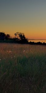 Sunset,Grass,Sky,Evening,Nature,Meadow