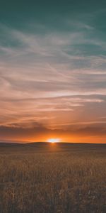 Sunset,Grass,Sky,Field,Nature