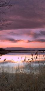 Sunset,Grass,Sky,Shore,Bank,Evening,Ears,Spikes,Nature,Lilac