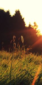 Herbe,Poutres,Premier Plan,Gazon,Nature,Domaine,Briller,Lumière,Rayons,Champ,Coucher De Soleil,Sun,Été