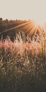 Naturaleza,Hierba,Luz De Sol,Luz Del Sol,Campo,Puesta Del Sol