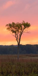 Sunset,Grass,Wood,Forest,Tree,Branches,Nature