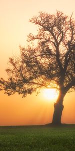 Sunset,Grass,Wood,Tree,Fog,Field,Nature