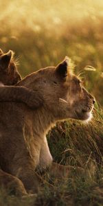 Sunset,Grass,Young,Shadow,Lioness,Joey,Animals,Care,Lion