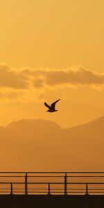 Sunset,Gull,Bird,Flight,Nature,Silhouette,Seagull