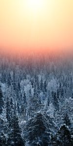 Sunset,Haze,Winter,Forest,Nature,Landscape,Snow