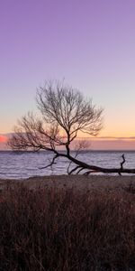 Naturaleza,Puesta Del Sol,Horizonte,Madera,Árbol