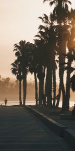 Naturaleza,Puesta Del Sol,Trotar,Empujoncito,Palms,Silueta