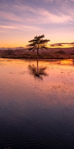 Puesta Del Sol,Lago,Madera,Naturaleza,Reflexión,Árbol