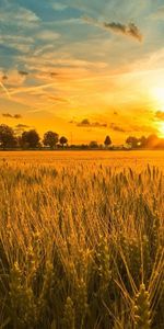 Sunset,Landscape,Fields