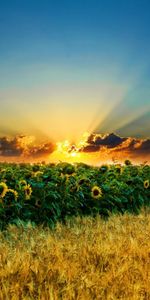 Sunset,Landscape,Fields,Sunflowers