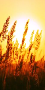 Sunset,Landscape,Wheat